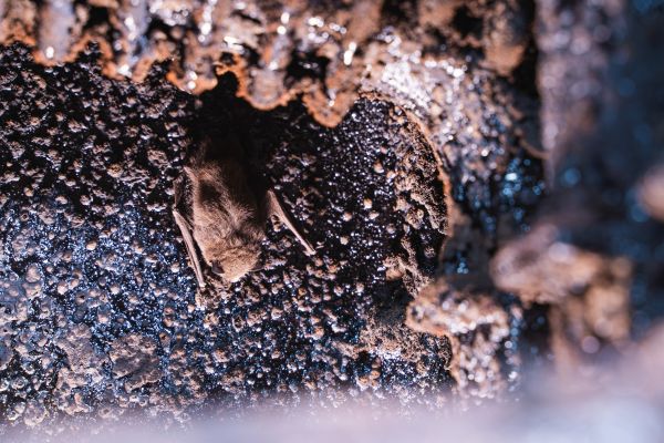 Chimney Bat Removal